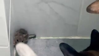 Close Encounters of the Cat Kind