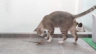 Lizard vs Three Cats