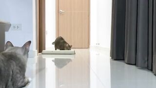 Cat Gets Attacked Twice in a Row