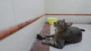 Cat Captures Bird (Part 3)