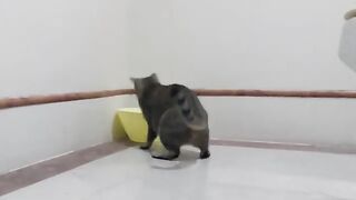 Cat Captures Bird (Part 2)