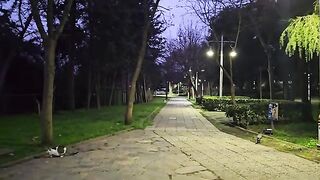 This man wakes up street cats with the words "good morning" and prepares breakfast for them.