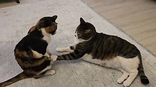 Two disabled cats hold onto their paws, clinging to life with love.