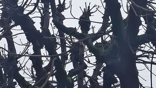Des arbres et les sont bien à ville ensemble.