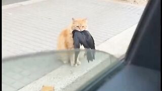 Cat angry funny good