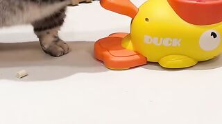 Cat play toys duck