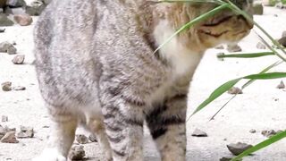 Cat relax
