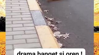 Trik cat accident funny