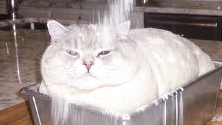 Bread cat