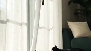 Cat climbing