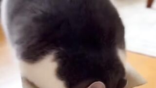 Cat wanna come inside box