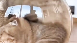 Cat lodong