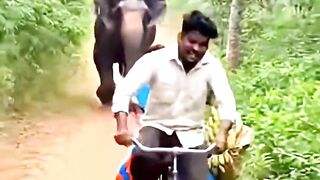 Elephant attack
