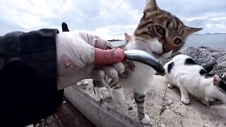 An unwritten rule of Istanbul: half of the fish caught belongs to cats