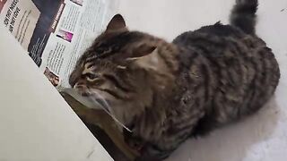 The excitement my cats feel when a new package arrives is priceless.