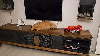 Peace in the house is directly proportional to the number of cats.