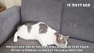 The miracle after farewell: a cat that came back to life