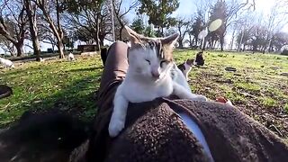 The happiness and peace that cats bring cannot be bought with any currency.