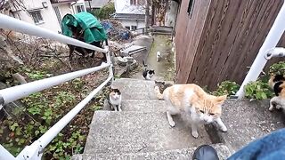 Cats gather on the stairs of a back alley in a fishing port town... Before I knew it, I was at a cat meeting.