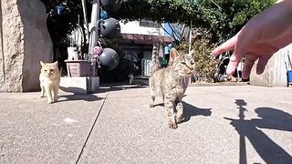 I went to the cat house in front of the ferry terminal and cats came out in droves. It was like heaven.