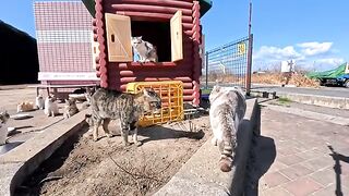 An unexpected fight breaks out at a breakfast party on Cat Island!? The tense standoff behind the cat house is so real
