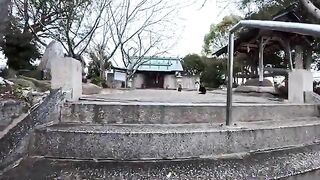 The moment I relaxed my heart when I saw a cat waiting quietly at the top of the shrine stairs