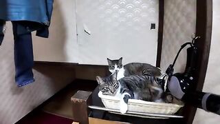 It seems that cats like to sleep in messy boxes.