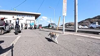 Island cats wandering around near the ferry terminal
