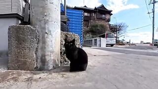A black cat I met at a fishing port climbed onto a platform to be petted...an adorable moment