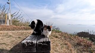 Cats taking a rest on the bench in front of the lighthouse... the quiet time was so precious
