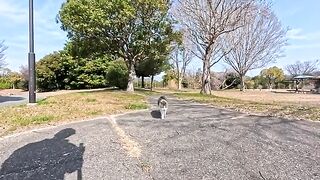 I went to the park and the moment a cat walked straight towards me was so precious