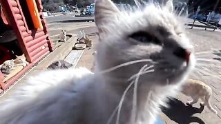 A white kitten I met at a cat house at the harbor gently sat on my lap... It was such a precious moment that it brought me joy.
