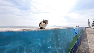 When I stroked the calico cat on the breakwater, other cats gathered around.