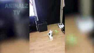 Les animaux les plus drôles