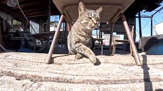 A fishing port warehouse on Cat Island is actually a secret base for local cats