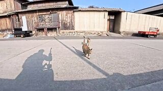 When I sat on the breakwater on Cat Island, the cats came running up to me.