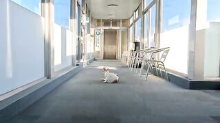 When I got off the elevator, there was a cat in the hallway. There was a cat on the roof, too.