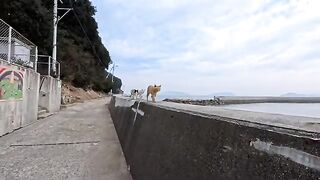 The cats on the island will come over to you when they see you
