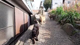 On the way up the hill overlooking the sea, I met some cats on a narrow path and headed up the hill together.