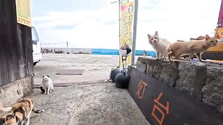 I walked to the lighthouse with some cats I met near the harbor... It was a movie-like experience that was so precious.