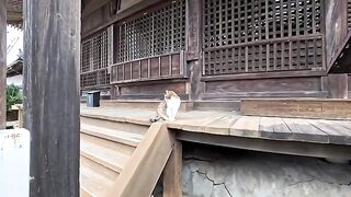 I met a calico cat at a temple, and when I petted it, it started purring and getting affectionate, it was so precious...