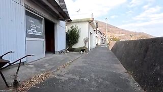 I met a talkative calico cat in a fishing port town.