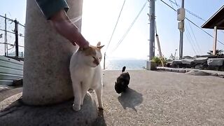 The cat I met at the shrine on the mountain of Cat Island was rolling around and was just too cute.