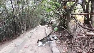 While hiking, I saw a cat come out to get petted... but then a wild boar suddenly appeared and the mood changed.