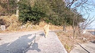 When I went to the fishing port on Cat Island, I saw a brown tabby cat, so I sat a little distance away and it came over and sat on my lap.