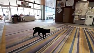 Is everything okay today? The trusty black cat goes out on patrol