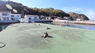 While I was waiting for the ferry back home, cats gathered on the pier and quietly saw me off.