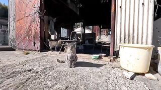I took a walk to the breakwater with the cats who gather at the fishing port warehouse and I was so happy