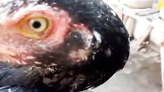 The black chooza