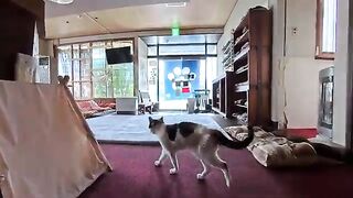 Relax with the cats in the lobby's kotatsu during the day